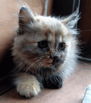里親募集。東区香住ヶ丘で保護された長毛の子猫ちゃんです。